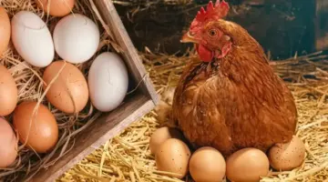 استقرار مفاجئ للدواجن بعد انخفاض 30%: أسعار الفراخ البيضاء اليوم وأسباب الثبات